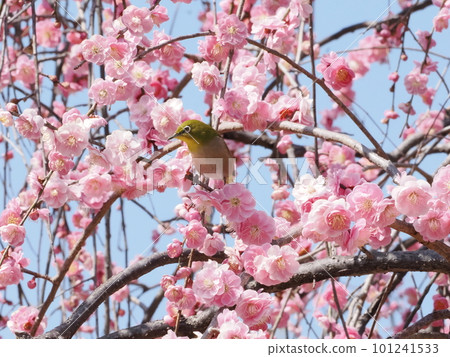 梅羅停在梅花枝上 101241533