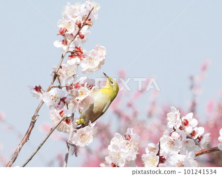 梅羅停在梅花枝上 101241534