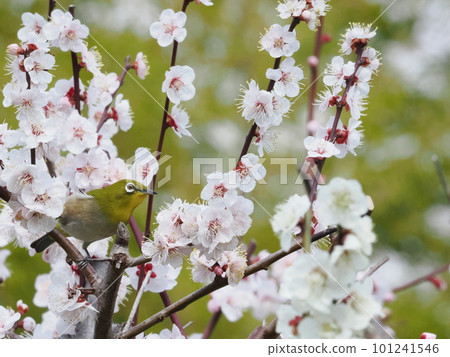 梅羅停在梅花枝上 梅羅停在梅花枝上 101241546