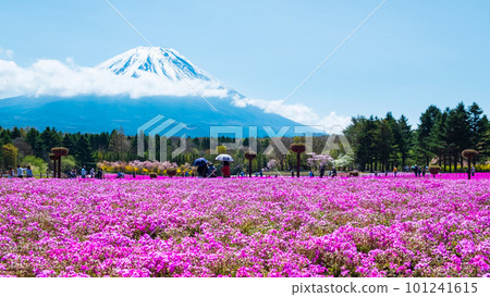 Fuji Shiba cherry-blossom Festival 101241615