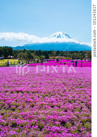 Fuji Shiba cherry-blossom Festival 101241617
