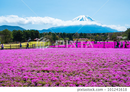 Fuji Shiba cherry-blossom Festival Fuji Shiba cherry-blossom Festival 101241618