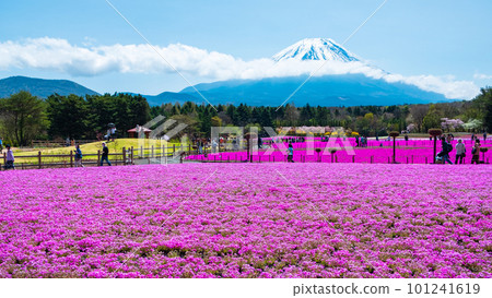 Fuji Shiba cherry-blossom Festival 101241619