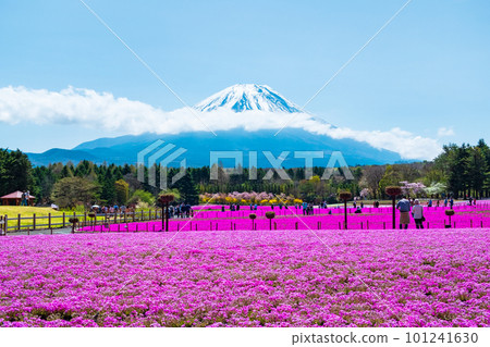 富士柴葉櫻花節 101241630