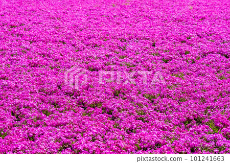 地面粉紅色 地面粉紅色 101241663