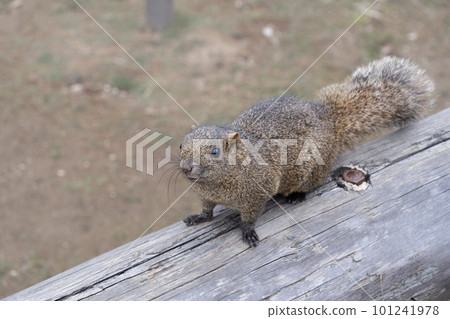 Taiwan squirrel Taiwan squirrel 101241978