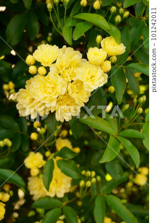 Yellow Mokkou rose flower 3 Yellow Mokkou rose flower 3 101242011