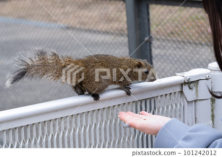 Taiwan squirrel Taiwan squirrel 101242012