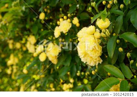 Yellow Mokkou rose flower 1 Yellow Mokkou rose flower 1 101242015