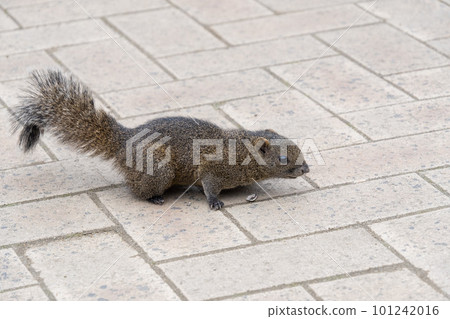 Taiwan squirrel Taiwan squirrel 101242016