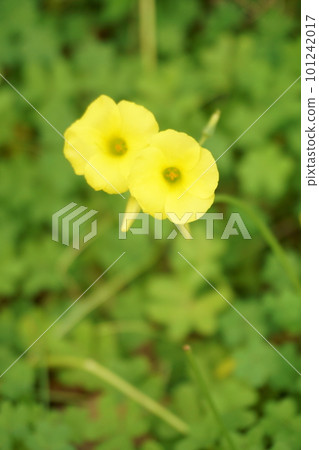 黃酢漿草花 1 黃酢漿草花 1 101242017
