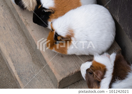 Guinea pig 101242021
