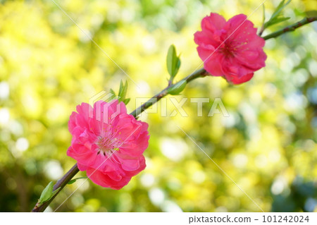 Red peach flowers that shine in the fresh greenery 1 101242024