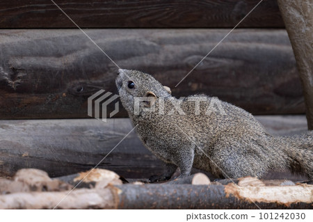 Taiwan squirrel Taiwan squirrel 101242030