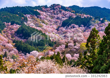 Cherry blossoms in full bloom at Mt. Cherry blossoms in full bloom at Mt. 101242063