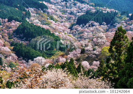 富士山盛開的櫻花。 101242064