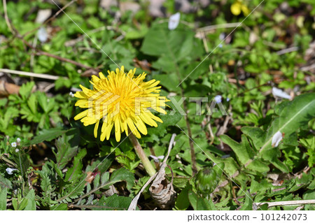 Dandelions blooming in the spring field 101242073