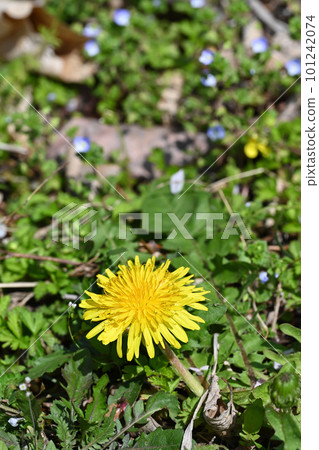 Dandelions blooming in the spring field 101242074