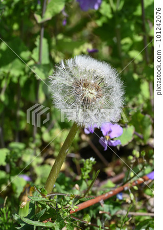 Dandelion pappus blooming in spring field 101242076
