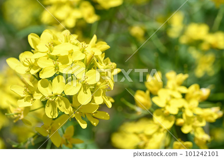 強姦開花在領域 101242101