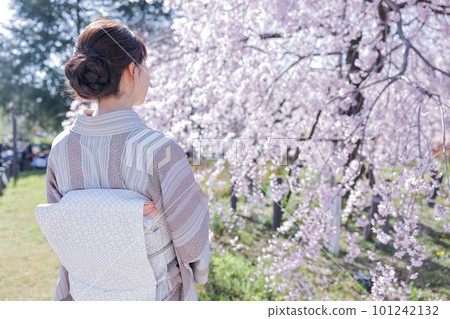 A woman in a kimono looking at cherry blossoms A woman in a kimono looking at cherry blossoms 101242132