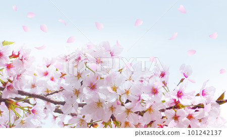 Cherry blossom petals falling copy space 101242137