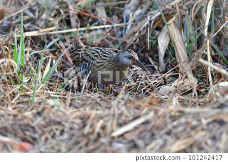 Waterside migratory rail found in park ponds and wetlands in winter Waterside migratory rail found in park ponds and wetlands in winter 101242417