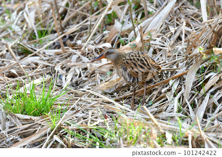 Waterside migratory rail found in park ponds and wetlands in winter 101242422