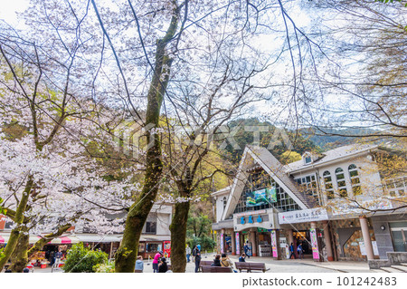 櫻花盛開的清瀧站前風景 101242483