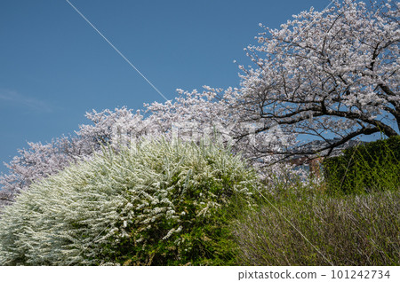 Yuki willow and cherry blossoms in full bloom Yuki willow and cherry blossoms in full bloom 101242734