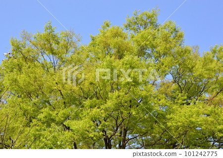Fresh greenery shining against the blue sky 101242775