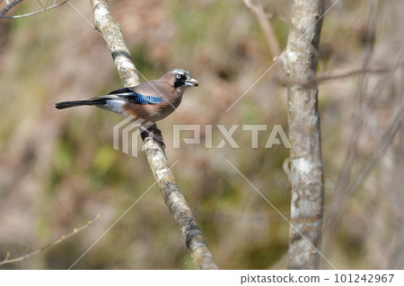 A beautiful wild bird jay that can be seen in satoyama and thickets A beautiful wild bird jay that can be seen in satoyama and thickets 101242967