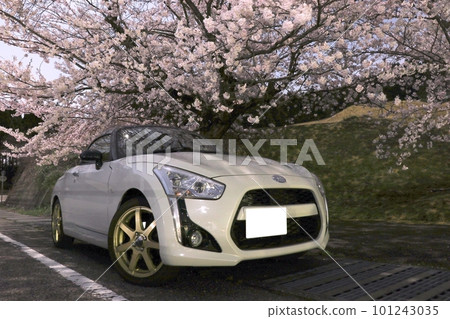 盛開的櫻花下的Copen 盛開的櫻花下的Copen 101243035