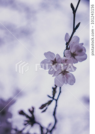 背光櫻花 101243156