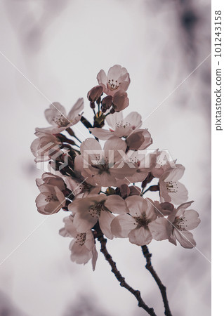 櫻花 櫻花 101243158