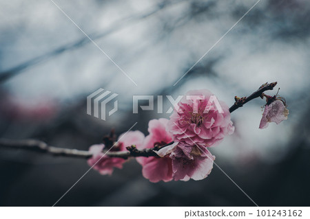 梅花告訴春天的到來 梅花告訴春天的到來 101243162