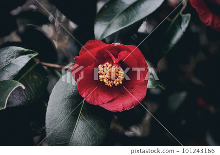 紅山茶 101243166