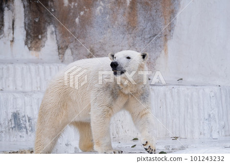 Polar bears Polar bears 101243232