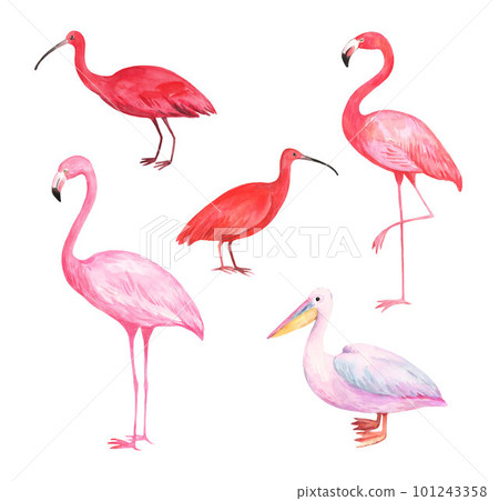 Watercolor tropical birds, pink flamingo, red scarlet ibis and pink pelican. Design elements isolated on white background. 101243358