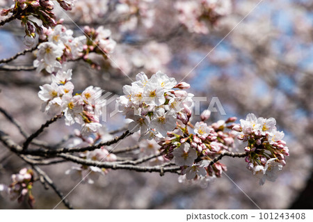 EOSR6. Hiroshima Onomichi, lack of sunlight for cherry blossoms. EOSR6. Hiroshima Onomichi, lack of sunlight for cherry blossoms. 101243408