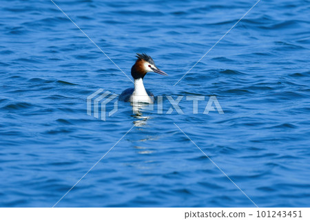 Great crested grebe, a winter migratory bird with beautiful ornamental plumage, seen in the harbor sea in early spring Great crested grebe, a winter migratory bird with beautiful ornamental plumage, seen in the harbor sea in early spring 101243451