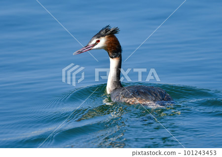 大鳳頭鸊鷉,一種具有美麗裝飾性羽毛的冬季候鳥,早春出現在海港 大鳳頭鸊鷉,一種具有美麗裝飾性羽毛的冬季候鳥,早春出現在海港 101243453
