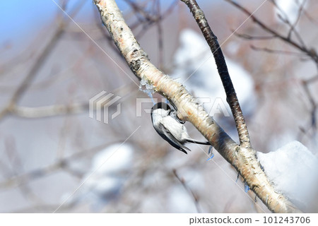 Little Chickadee, a lovely little bird seen in the highland forest in the middle of winter Little Chickadee, a lovely little bird seen in the highland forest in the middle of winter 101243706
