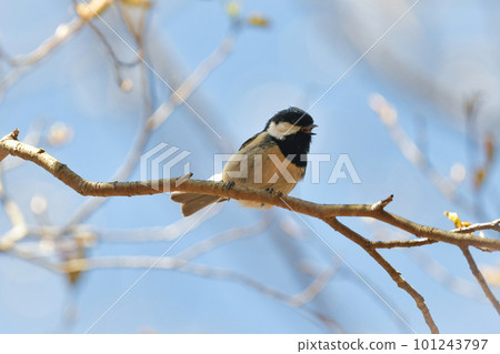 深山高原密林中隨處可見的一隻可愛的小鳥,深情款款。 深山高原密林中隨處可見的一隻可愛的小鳥,深情款款。 101243797