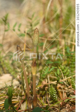 Landscape with horsetails growing 101243935