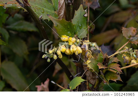 Heiraginanten 101243965