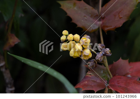 Heiraginanten 101243966