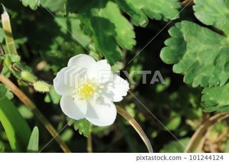 二輪草（二輪草） 今年開花 101244124