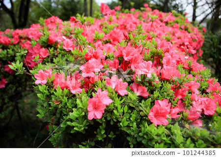Azalea's flower 101244385