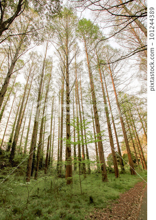 Promenade with Metasequoia 101244389